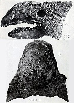 An Ankylosaurus skull, profile view. This specimen is from the Edmonton Formation of Alberta.