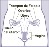 http://upload.wikimedia.org/wikipedia/commons/thumb/6/63/Aparato_reproductor_femenino_%28frontal%29.png/200px-Aparato_reproductor_femenino_%28frontal%29.png