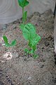 Mladi listari hrena (armoracia rusticana) u pjesku