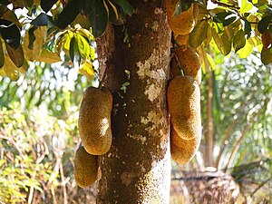 Fruits mûrs sur le tronc.