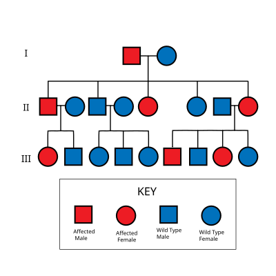  with mention as to whether the affected iris or portion of the iris is 