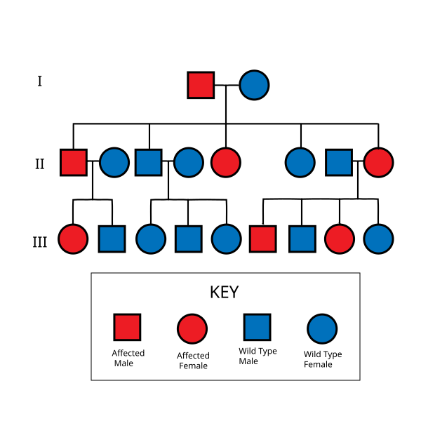 File:Autosomal Dominant Pedigree Chart.svg