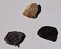 Seeds