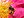 Berkas: Bee pollinating a rose.jpg (row: 6 column: 12 )