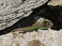 La «lagartija leonesa» (Iberolacerta galani) es una especie de lagartija de la familia Lacertidae, endémica de los Montes de León..