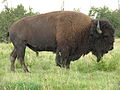 1.4 Een bizon of buffel.