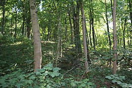 Bois de Pétrieux