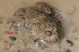 Crapaud sonneur à ventre jaune