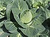 Brassica oleracea convar. capitata var. alba, spitskool (1) .jpg