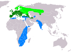 Поширення канюка звичайного: зелений колір - осілий спосіб життя; салатовий колір - територія гніздування перелітних канюків; блакитний - район поширення канюків у теплих краях.