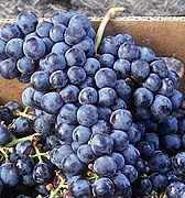 「品麗珠」 'Cabernet Franc' Grape