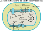 Miniatura para Cadena de transporte de electrones