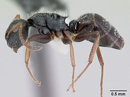 Camponotus bidens