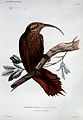 Wangenstreif-Sensenschnabel (Campylorhamphus pucherani) gemalt von Paul Louis Oudart