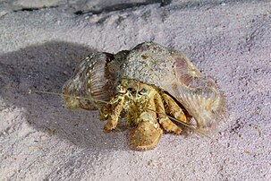 Un bernard-l'ermite de l'espèce Dardanus gemmatus portant en symbiose sur sa coquille une anémone de mer Calliactis polypus. (définition réelle 3 830 × 2 553)