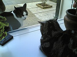 Two cats crouch, facing each other, on either side of a window. Both cats ears are angled back.