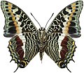 Charaxes castor