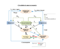 Beyond silence: Representation economic sytem of society - Circulation in macroeconomics