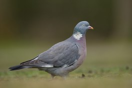 Hôfdo (Columba palumbus)