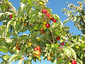 Punamarjakanukka (Cornus mas)