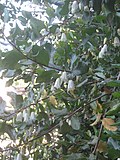 Miniatura per Crinodendron patagua