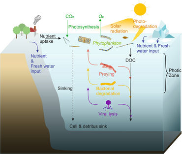 Cycling of marine phytoplankton. Phytoplankton live in the photic zone of the ocean, where photosynthesis is possible. During photosynthesis, they assimilate carbon dioxide and release oxygen. If solar radiation is too high, phytoplankton may fall victim to photodegradation. For growth, phytoplankton cells depend on nutrients, which enter the ocean by rivers, continental weathering, and glacial ice meltwater on the poles. Phytoplankton release dissolved organic carbon (DOC) into the ocean. Since phytoplankton are the basis of marine food webs, they serve as prey for zooplankton, fish larvae and other heterotrophic organisms. They can also be degraded by bacteria or by viral lysis. Although some phytoplankton cells, such as dinoflagellates, are able to migrate vertically, they are still incapable of actively moving against currents, so they slowly sink and ultimately fertilize the seafloor with dead cells and detritus. Cycling of marine phytoplankton.png