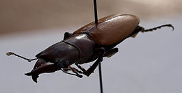 Cyclommatus bicolor