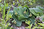 Miniatura para Cypripedium fasciculatum