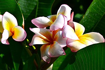 Plant of Thailand yellow and White Stripe with Pink trim on the edge petals - Plumeria in Thailand.