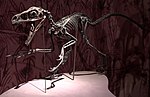 Pienoiskuva sivulle Bambiraptor