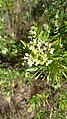 Floraison du Daphne gnidium dans la Garrigue