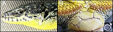 A. Group of small scales between the central temporal and tympanum shields (indicated by arrow); B. Single or sometimes double enlarged pre-anal scale (indicated by arrow). Photos by M. Arakelyan and F. Danielyan.
