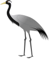 Demoiselle Crane