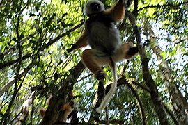 Diadeemsifaka (Propithecus diadema)