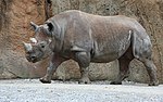 Vignette pour Rhinocéros noir