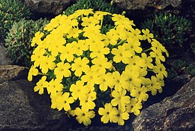 Дионисия арециевидная (Dionysia aretioides)