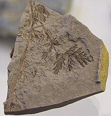 Diplopteridium holdenii.jpg