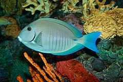 Description de l'image Doctorfish, Acanthurus chirurgus.jpg.