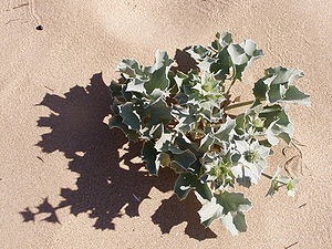 Strandmandstro eller Strandtidsel (Eryngium maritimum)