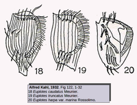 Euplotes caudatus Euplotes truncatus Euplotes harpa var. marina (d’après Kahl 1932)