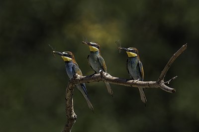 Drie Europese byvreters (Merops apiaster) elk met 'n naaldekoker, naby Kondor Tanya, Kecskemét, Hongarye.