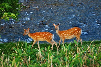 Cerfs Sika de la péninsule de Shiretoko (Japon). (définition réelle 1 800 × 1 204*)