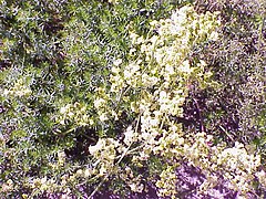 Galium verum