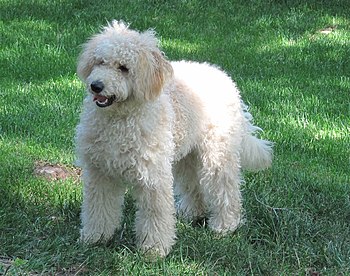 English: 8-month old female F1B Goldendoodle