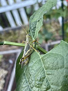 A differential grasshopper eating the leaf of a climbing pea plant