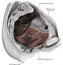 Musculus iliococcygeus