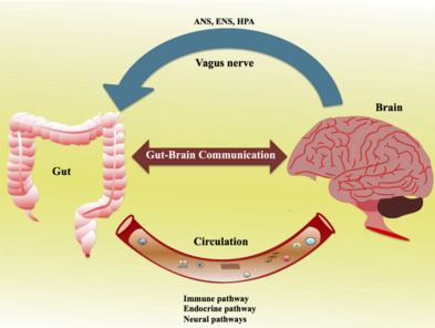 Gut-Brain_Axis