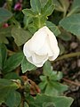 Helleborus niger - erratic flowering (25 June 2019)