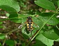 Helophilus pendulus Sumpfschwebfliege