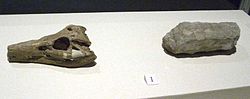 重慶西蜀鱷的化石，香港科學館